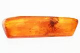 Detailed Fossil Spider (Araneae) In Baltic Amber #328211-1